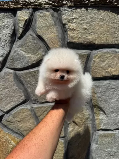 Ankaranın Tek Pet Danışmanlığı