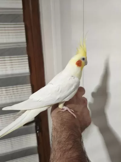 Konuşan Sultan Papağanı