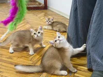 Özel Kan Hattı British Shorthair Golden (ny11 & Ny25)