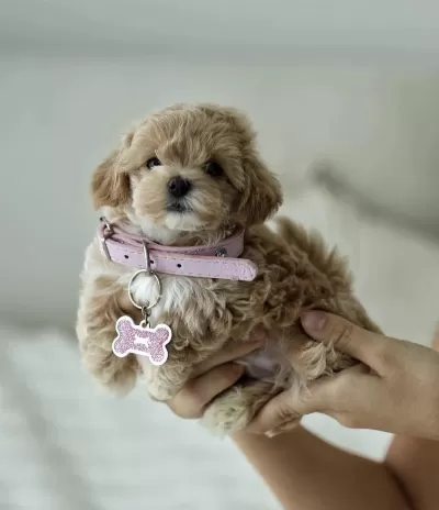 Micro Boy Teddy Bear Maltipoo
