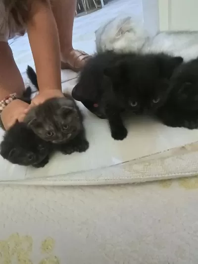 Yavru Kedimiz 2 Aylık