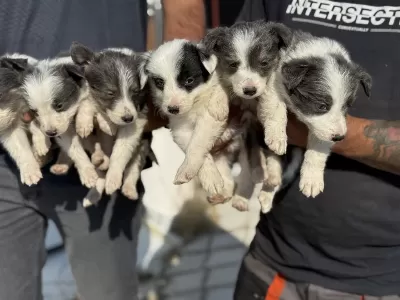 Ankaranın En Seçkin Border Collie Yavruları