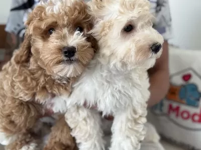 Ankarada Wc Eğitimli Maltipoo Yavrularımız