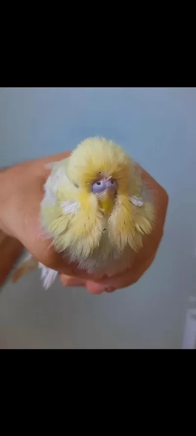 Show Jumbo Muhabbet Kuşu Erkek