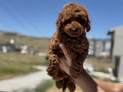 Petmode Köpek Çiftliğinden Toy Poodle Yavrular