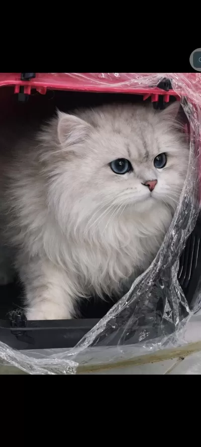 British Longhair Eşleşme İlani