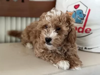 Petmode Köpek Çiftliğinden Maltipoo Yavrularımız