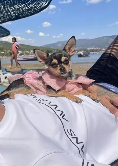 Chihuahua Köpeğimiz Kukiye Acil Yuva