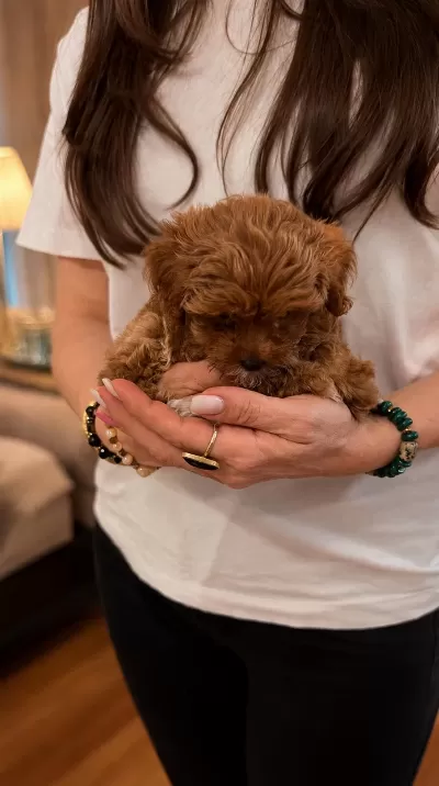 Maltipoo Can Dostlar