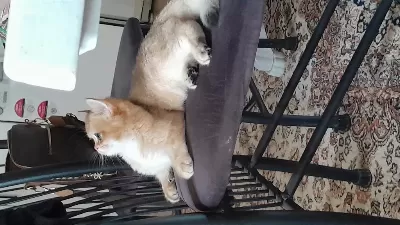 Prenses British Shorthair Kızım