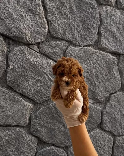 Maltipoo Yavrularım Orijinal