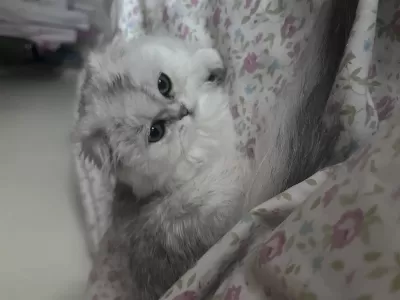 Scottish Fold Longhair Silver Shaded