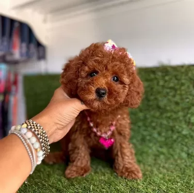Sevimli Toy Poodle Yavrularımız