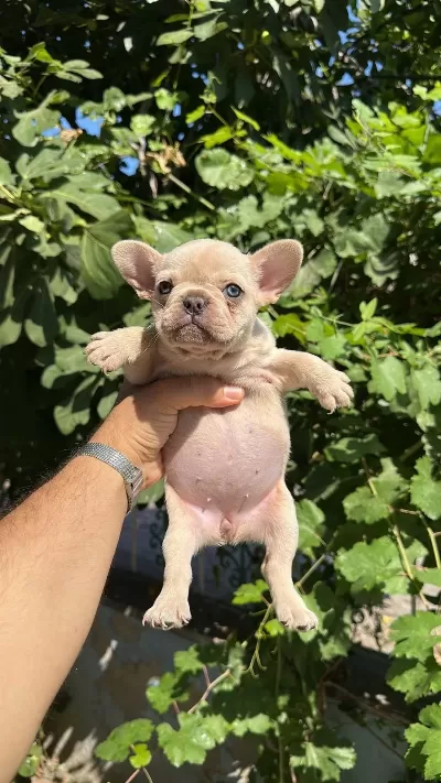 Tospik French Bulldog Yavrular (ped Eğitimli)