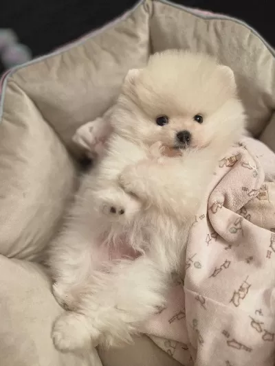 Kar Beyazı Pomeranian Bebeklerimiz