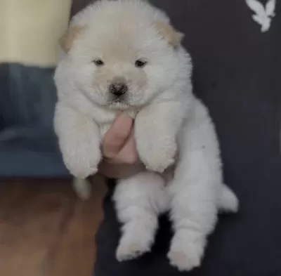Çin Aslani Köpekleri