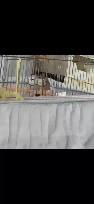 Harika Baykuş İspinozu
