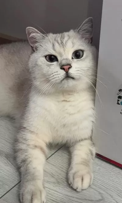Ücretsiz Sahiplendirme Kedimiz