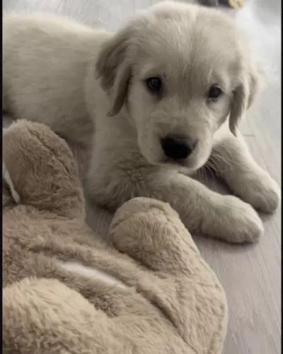 Golden Retriever Köpekleri