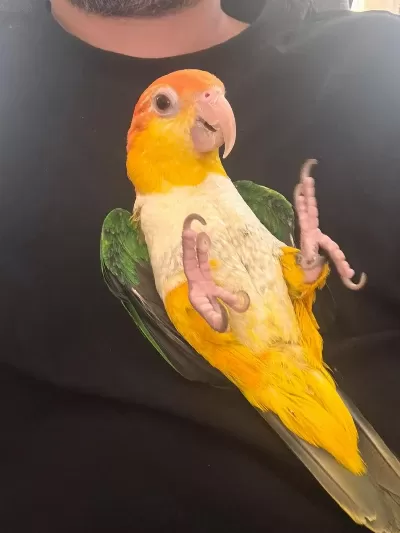 Evcil Portakal Kafa Caique