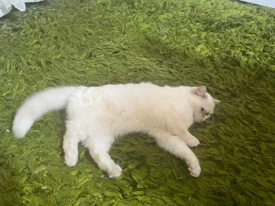 Mavi Gözlü İran Kedisi