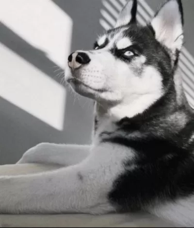 Sibirya Kurdu Köpeği