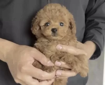 Harika Toy Poodle Köpeği