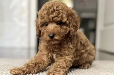 Sağlıklı Toy Poodle Yavrular