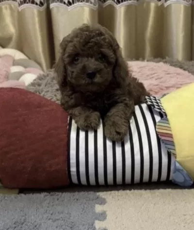 Toy Poodle Köpeğimiz