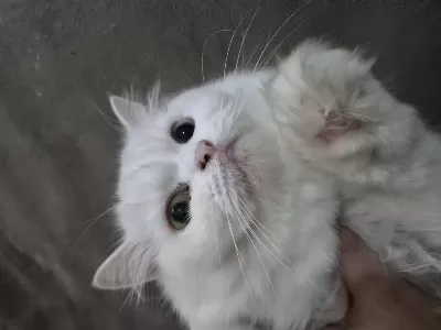 Bir Yaşında Kedimiz Yeni Yuvamızı Arıyoruz