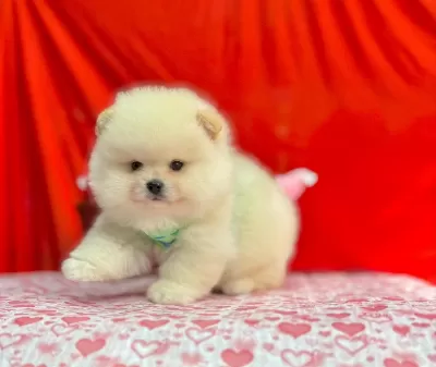 Safkan Pomeranian Boo Yavrularımız