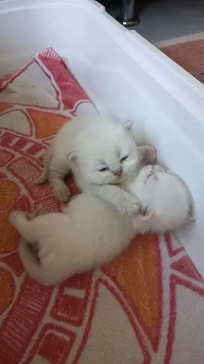 Rezerveye Açık Kedilerimiz