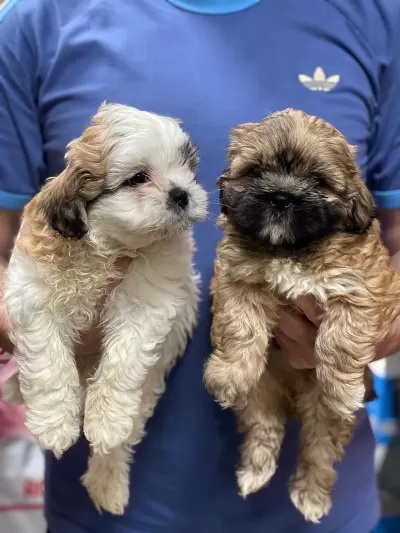 Shih Tzu Yavrularımız Ömürlük Yuvalarına Hazır