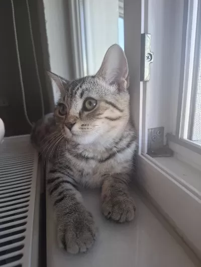 British Shorthair Melezi Kedimiz