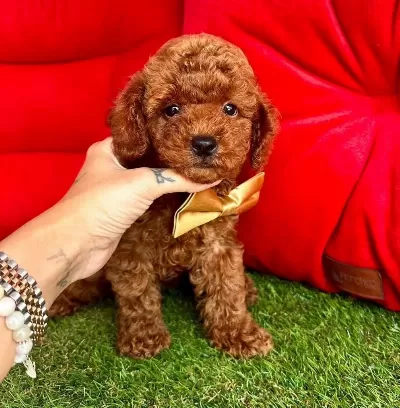 Safkan Toy Poodle Bebekler