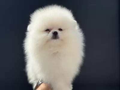 Ankaranın En Özel Pomeranian Boo Yavruları
