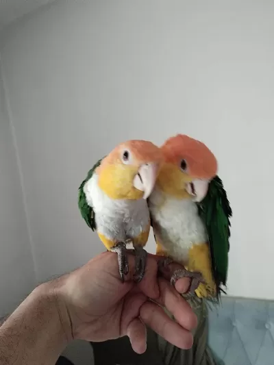 Dna Belgeli Alışkın Caique Çift
