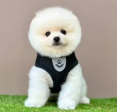 Sevimli Pomeranian Boo Yavrularımız