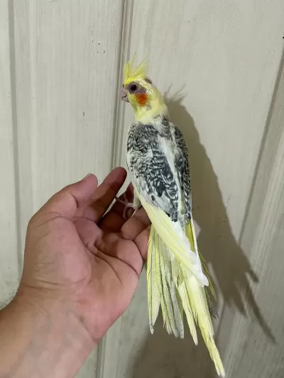 59 Günlük Renk Güzeli Kusursuz Sultan Papağani Bebek