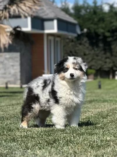 Enfes Avustralya Çoban Köpeği Yavruları