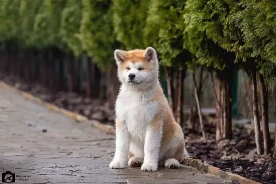 Japon Akita Yavruları Sağlık Ve İrk Garantili