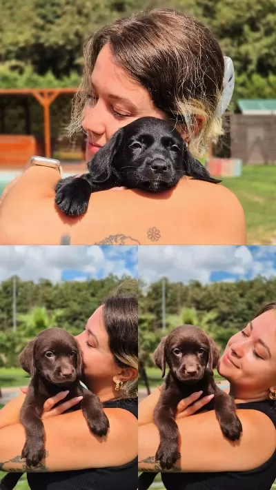 Siyah Labrador Retriever Yavruları İrk Garantili