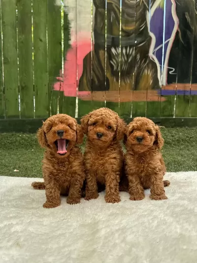Oyuncak Boy Poodle Bebekler