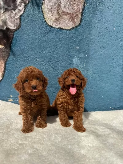 Ruhsatlı Poodle Evinden Oyuncak Boy Poodle Yavrularımız