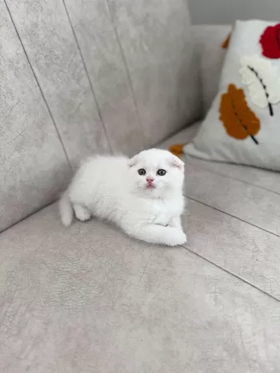 Son Kalan Scottish Fold Güzellik