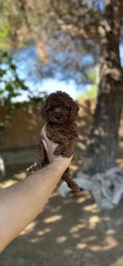 Sağlık Ve İrk Garantili Toy Poodle Yavrularımız