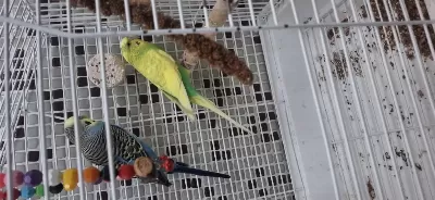 Tam Malzemeli Çift Sağlıklı Muhabbet Kuşları