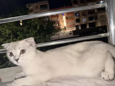 Acil Sahiplendirme Scottish Fold Batman Merkez
