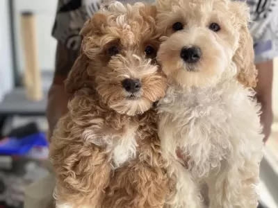 Wc Eğitimli Maltipoo Yavrularımız Ziyarete Açık