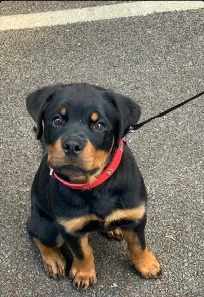 Son 1 Dişi 1 Erkek Rottweiler Yavrular Kapıda Ödemeli